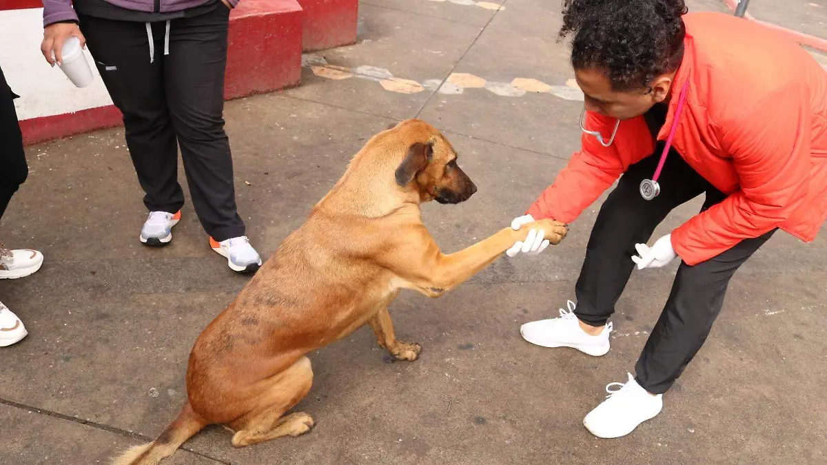 perrito milpa alta CORTESIA